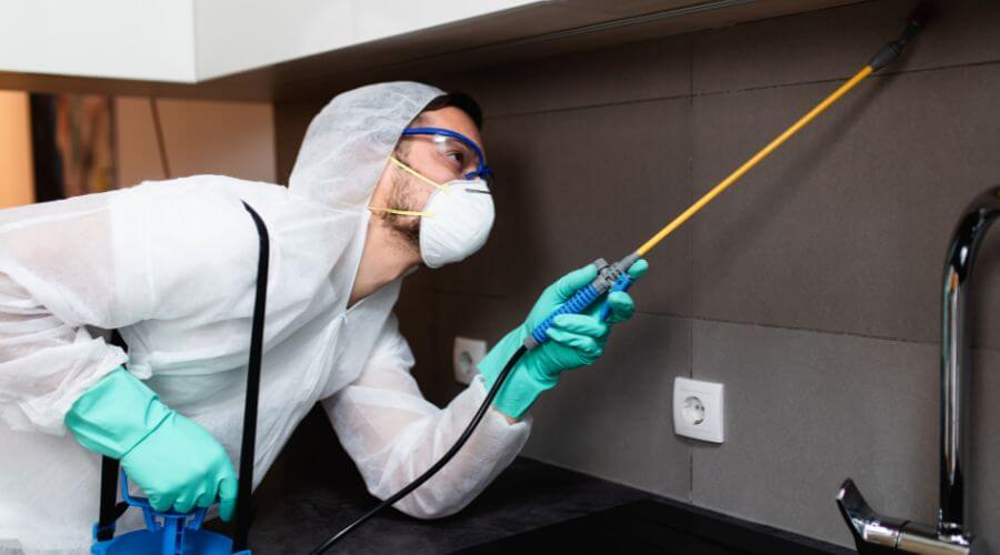Why choose Spider Extermination Moon Valley for spider extermination in Moon Valley